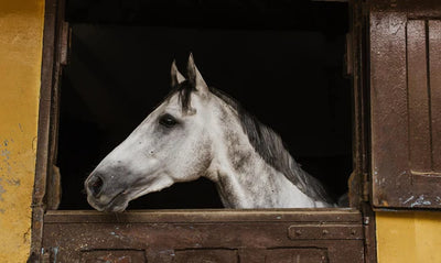 Guía: CBD para caballos