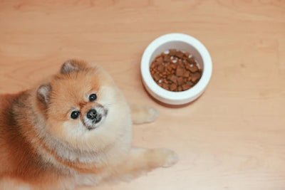 Pérdida de apetito en perros - ¿Qué hacer?