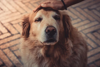 Cómo puede ayudar a tu perro epiléptico