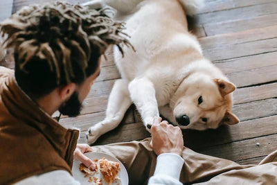 Una dieta sana para su perro: ¿qué necesita su amigo de cuatro patas?