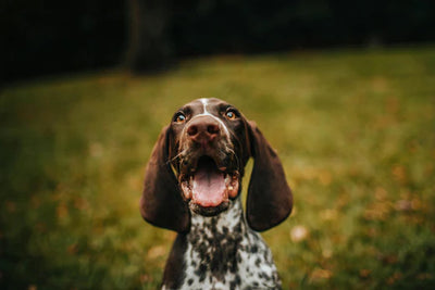 Alergias en perros: cómo puede ayudar el aceite de CBD para perros