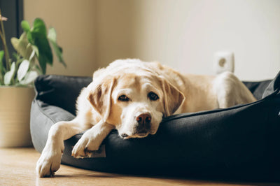 Aceite de CBD para perros mayores - Relajados en la vejez